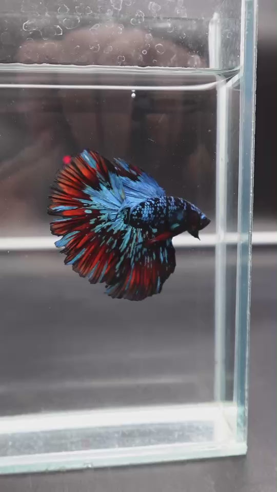 Rare Halfmoon Black Star Betta Fish