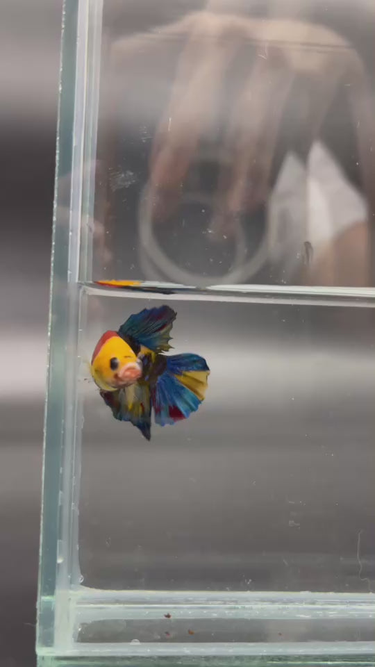 3th Thailand Plakad Association Competition - Koi Multicolor Betta Fish (MALE)