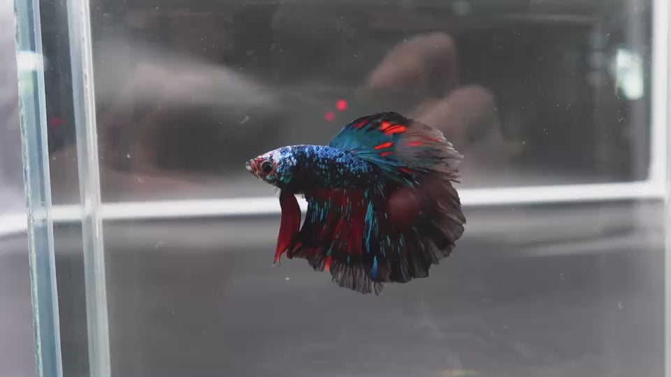 Rare Halfmoon Black Star Betta Fish