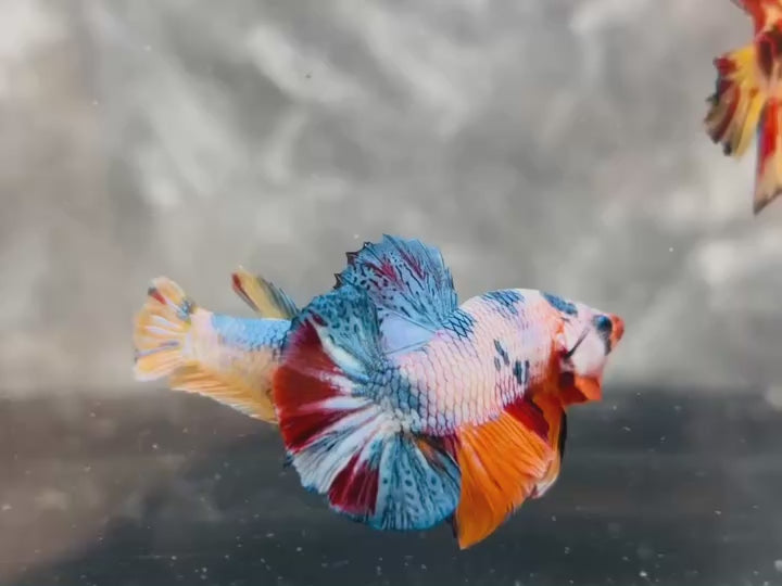 Rare Pair Koi Multicolors Betta Fish