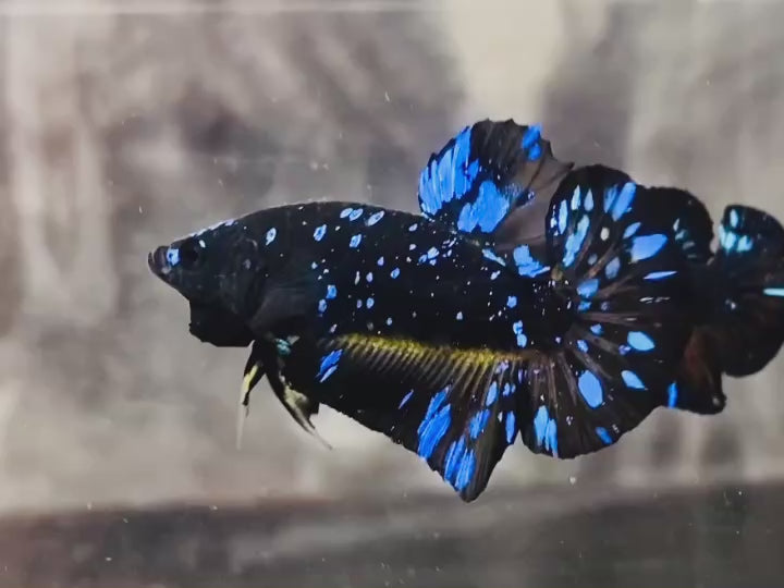 Rare Avatar Betta Fish (Male) - AV1014
