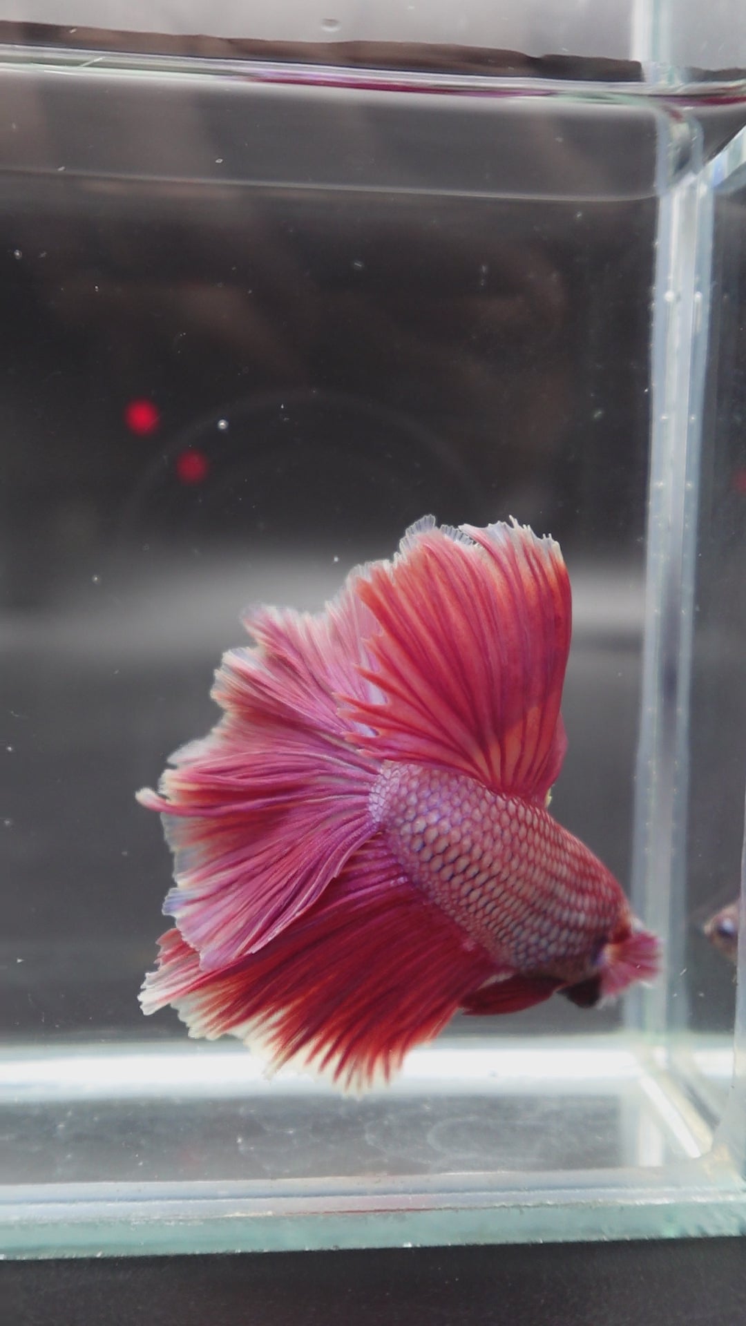 Rare Halfmoon Pink Betta Fish