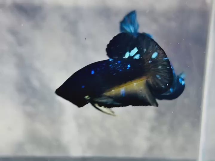Rare Avatar Betta Fish