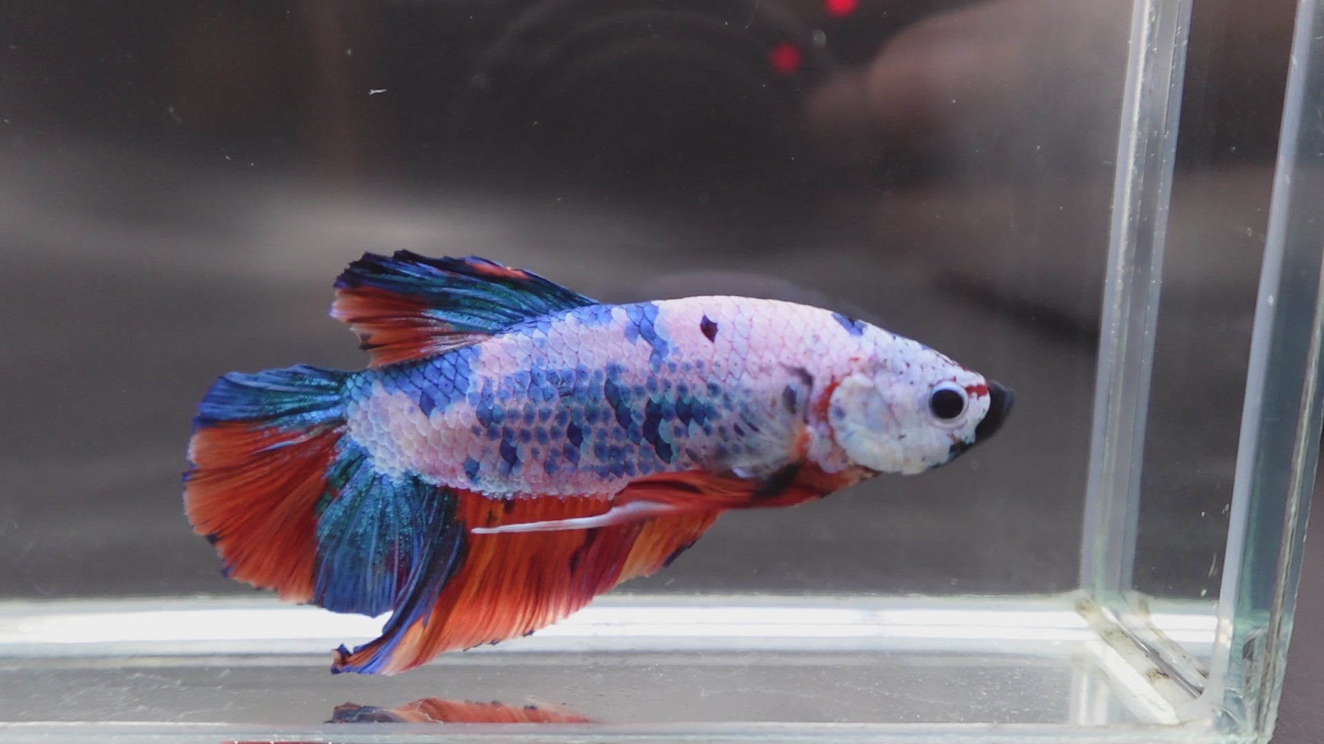 Rare Giant Multicolors Betta Fish