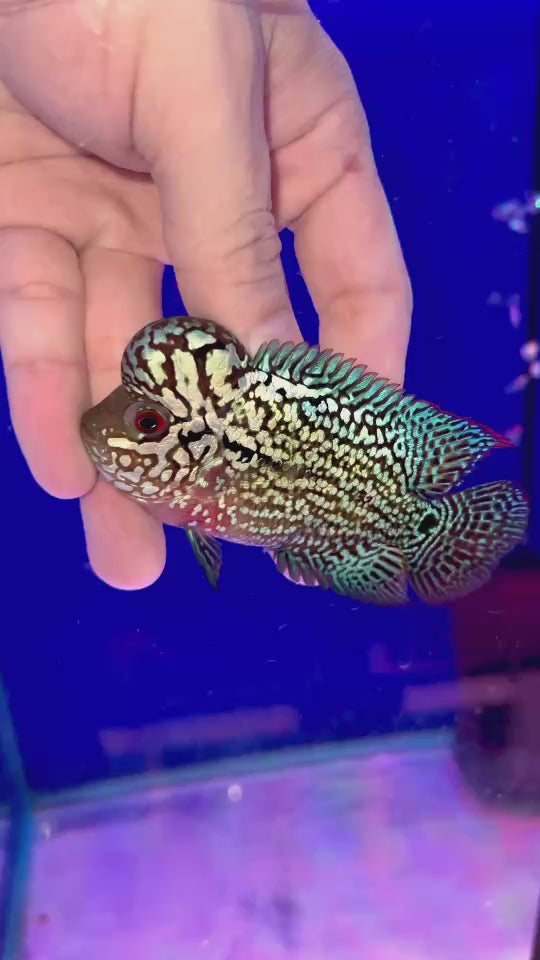 Rare Kamfa Flowerhorn