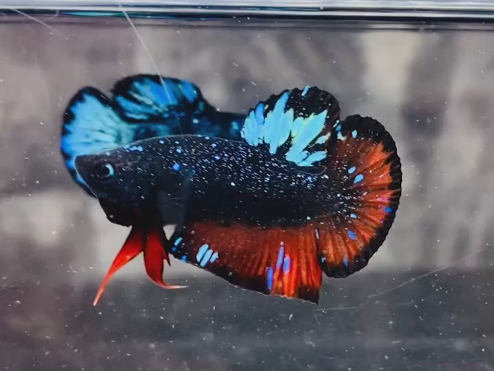 Rare Avatar Betta Fish (Male) - AV1008