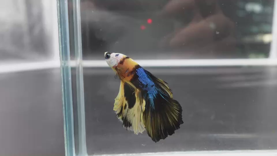 Rare Halfmoon Multicolors Betta Fish