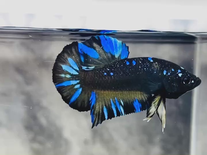 Rare Avatar Betta Fish