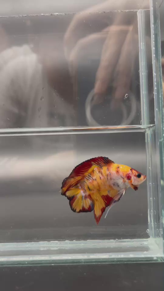 4th Thailand Plakad Association Competition - Koi Hellboy Betta Fish (MALE)