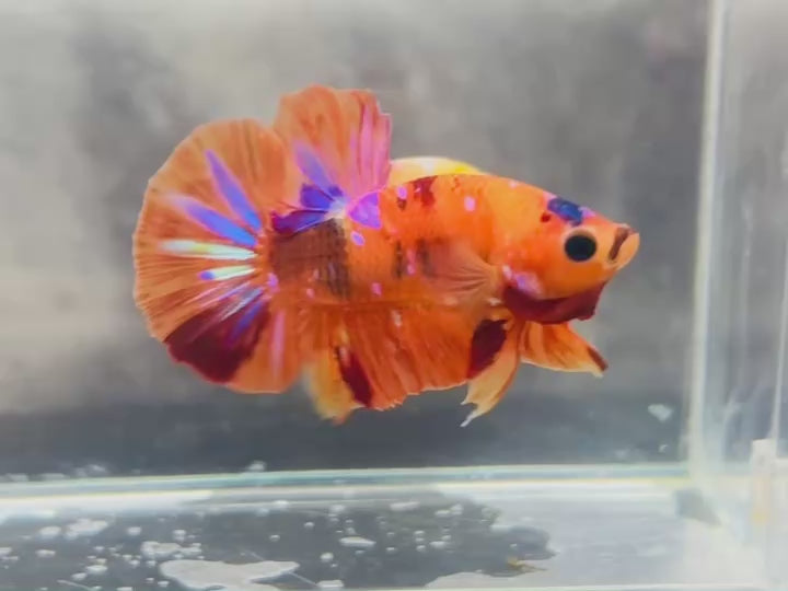 Rare Koi Multicolors Betta Fish