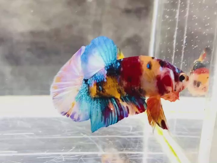 Rare Pair Koi Multicolors Betta Fish