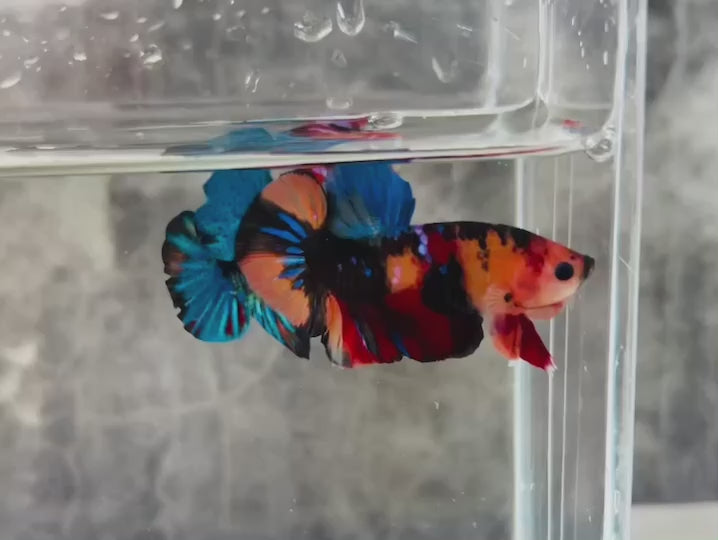 Rare Koi Multicolors Betta Fish