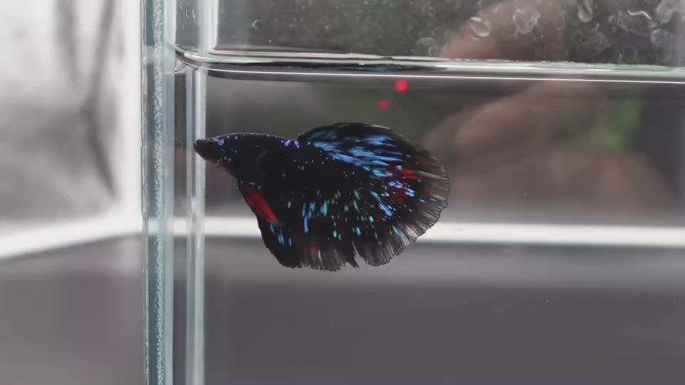 Rare Avatar Betta Fish