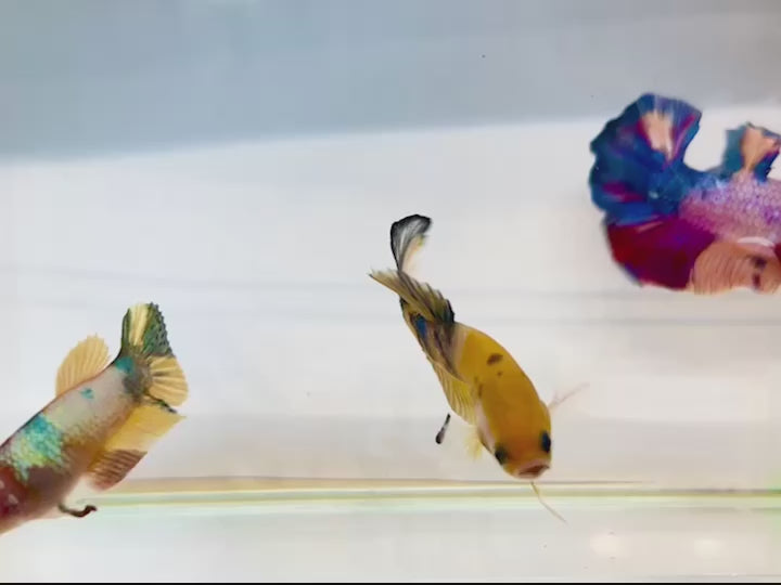 Rare Pair Koi Multicolors Betta Fish