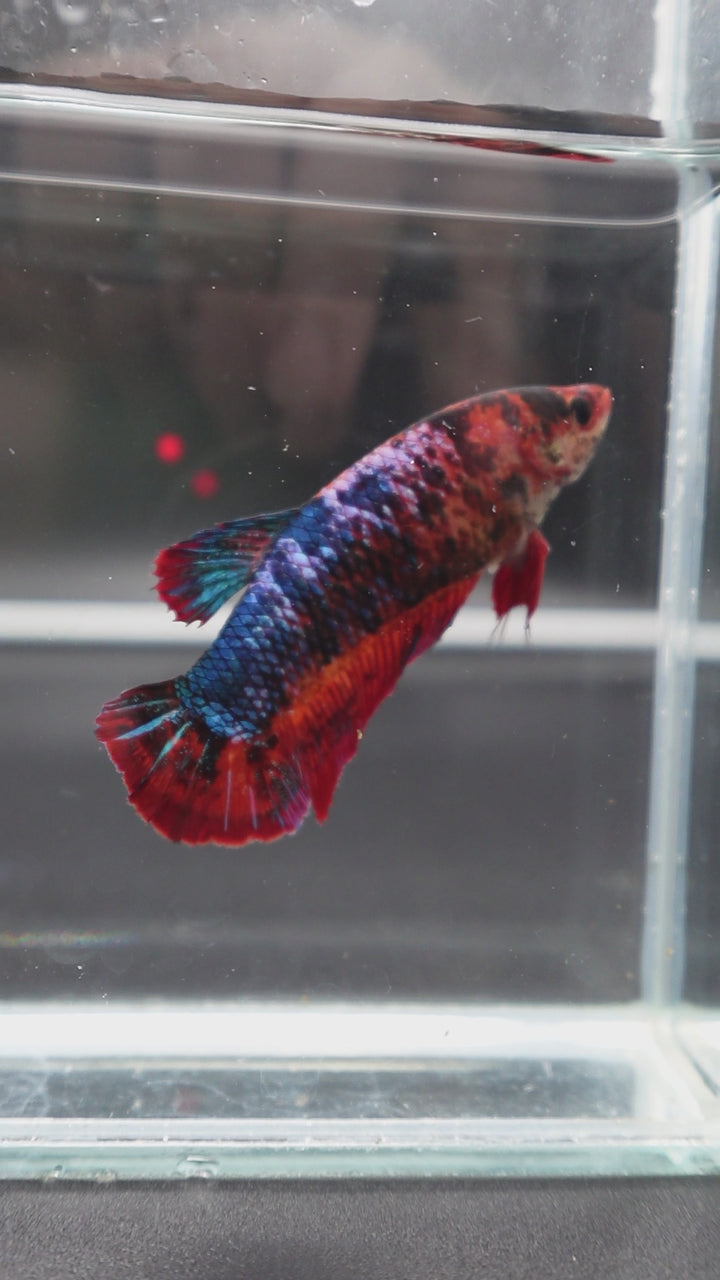 Rare Giant Multicolors Betta Fish
