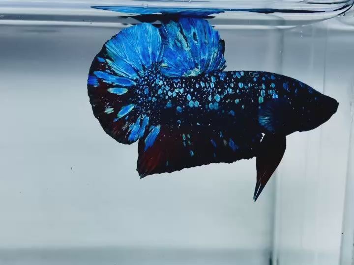Rare Avatar Betta Fish
