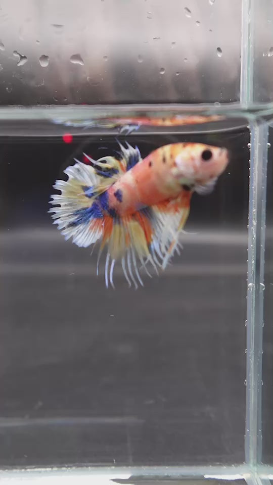 Rare CTPK Koi Betta Fish