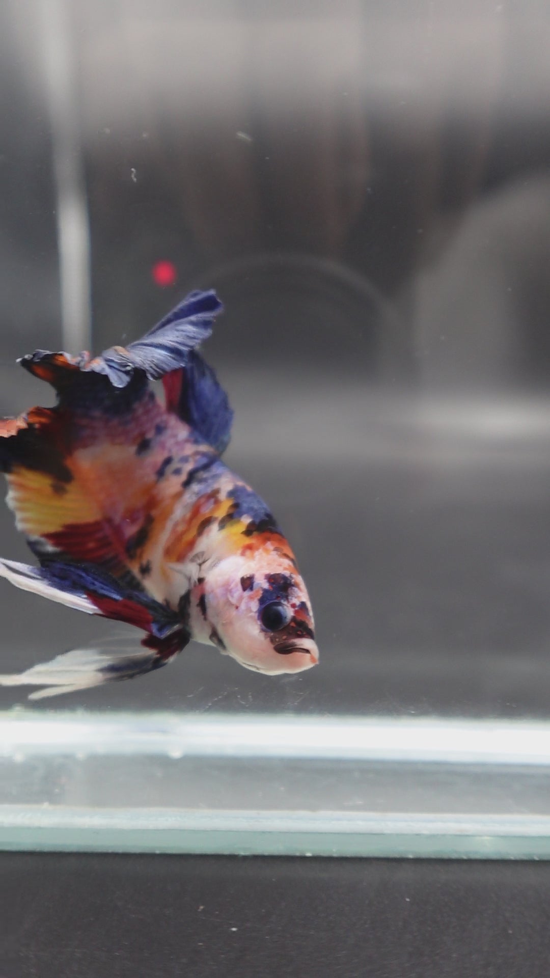 Rare Giant Multicolors Betta Fish