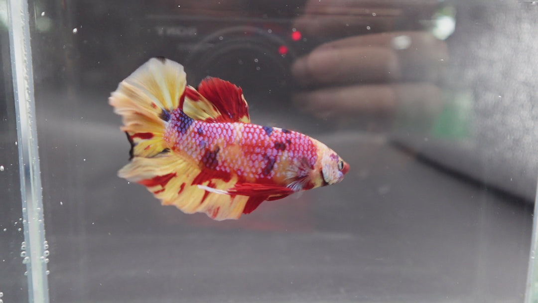 Rare Giant Multicolors Betta Fish