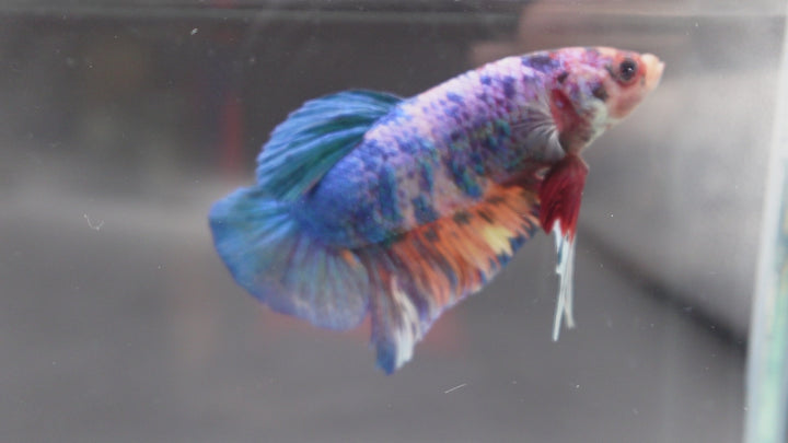 Rare Giant Multicolors Betta Fish