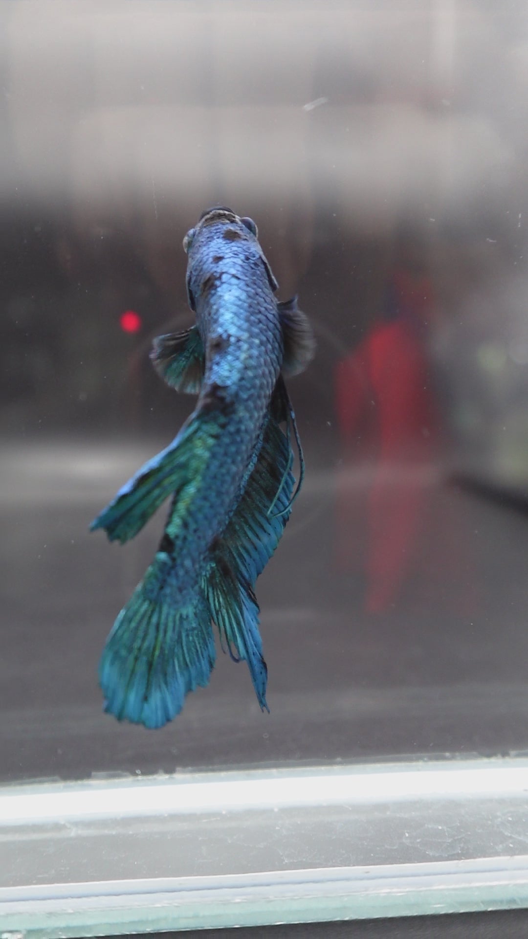 Rare Giant Multicolors Betta Fish