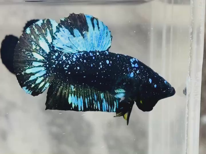 Rare Avatar Betta Fish (Male)