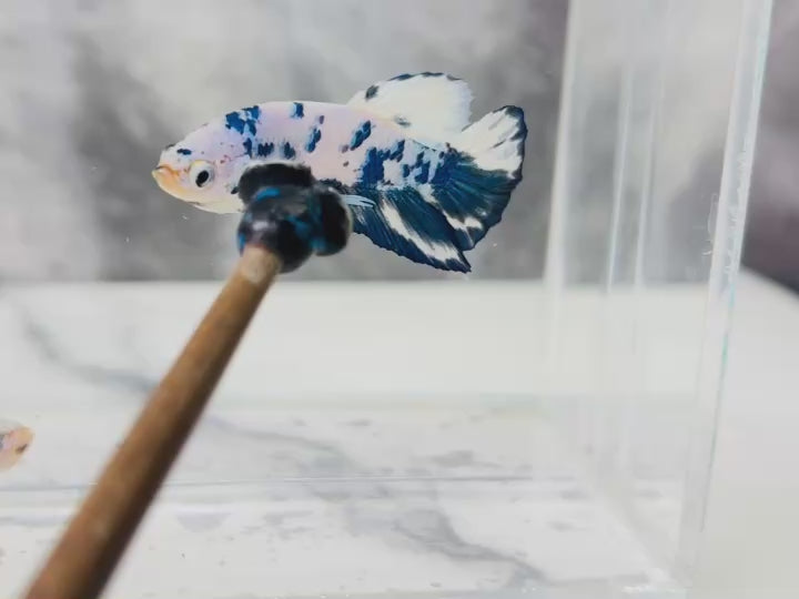 Rare Pair Blue Marble Betta Fish