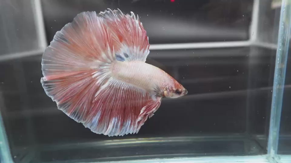 Rare Halfmoon Pink Betta Fish