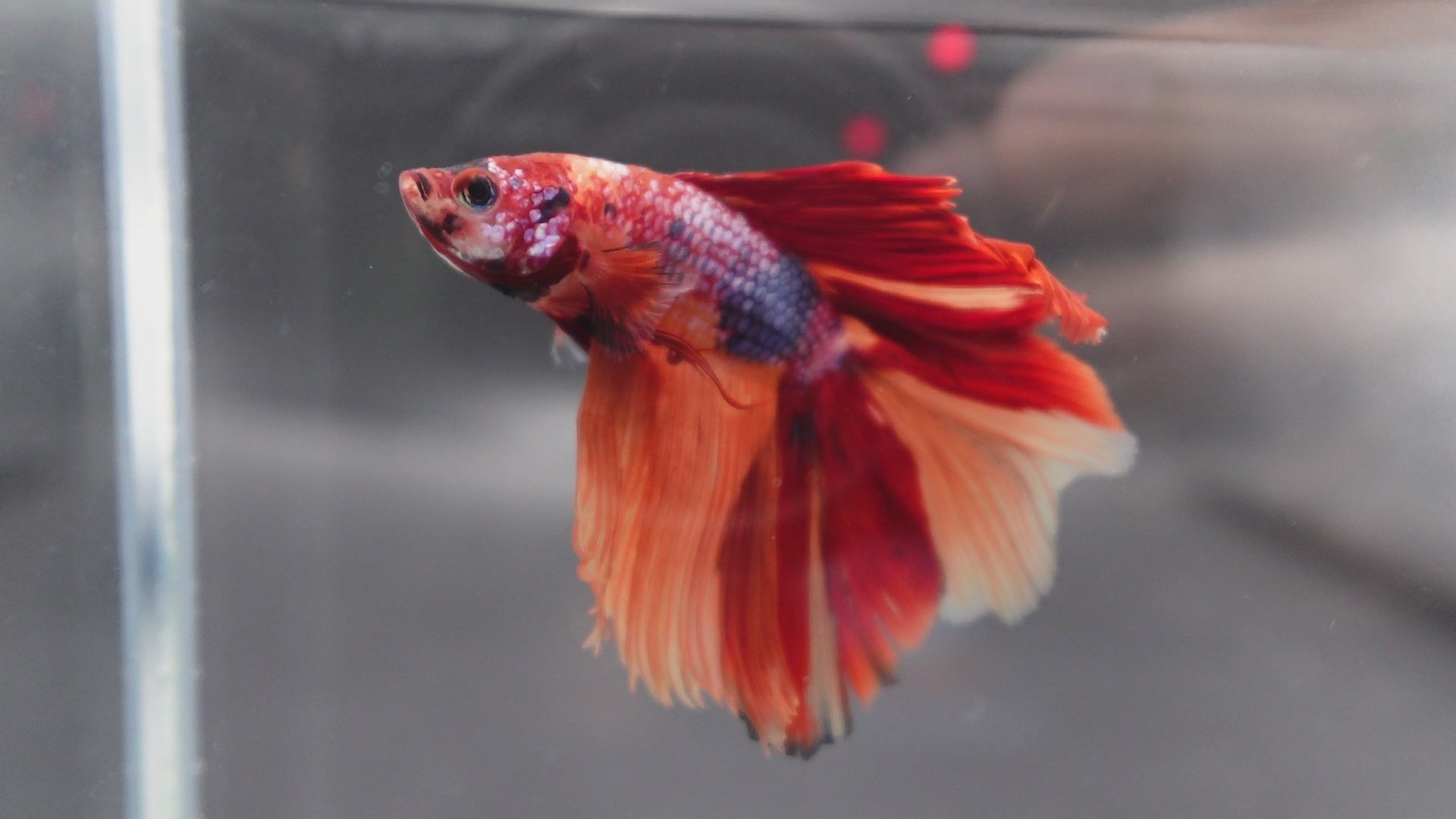 Rare Halfmoon Multicolors Betta Fish