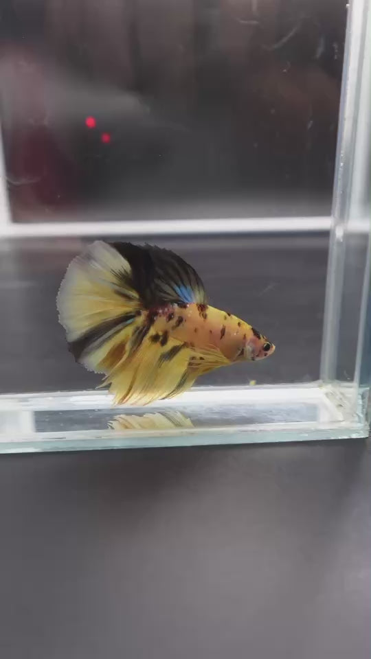 Rare Halfmoon Multicolors Betta Fish