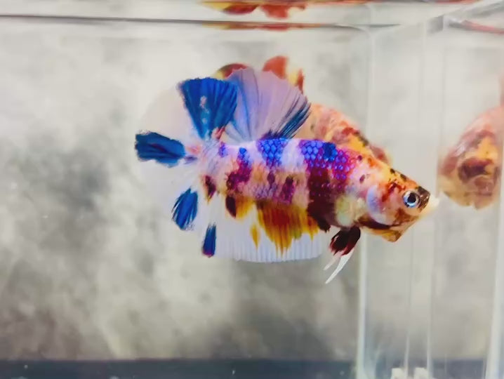 Rare Koi Multicolors Betta Fish
