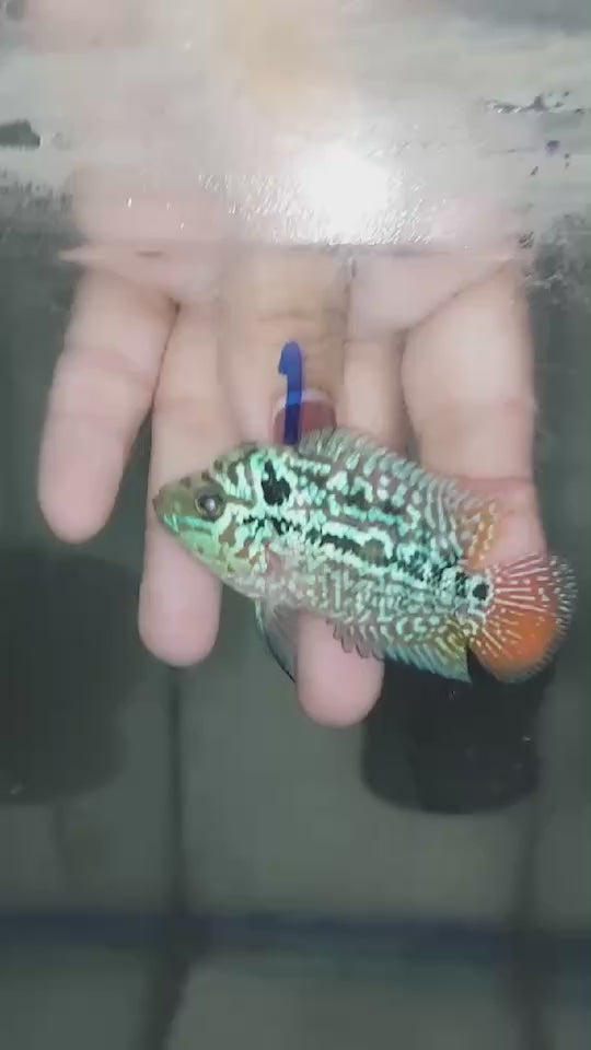 Rare Red Dragon Flowerhorn + Kamfa SPF F2 No.1