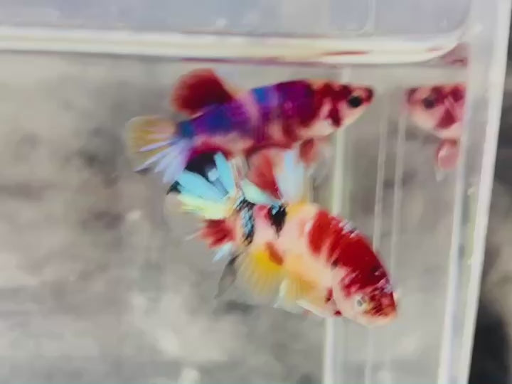 Rare Koi Multicolors Betta Fish