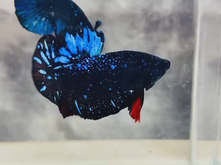 Rare Avatar Betta Fish