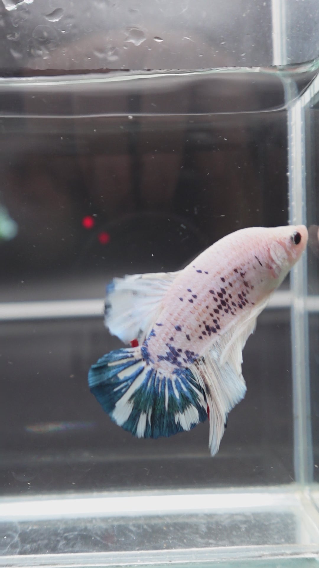 Rare Giant Multicolors Betta Fish