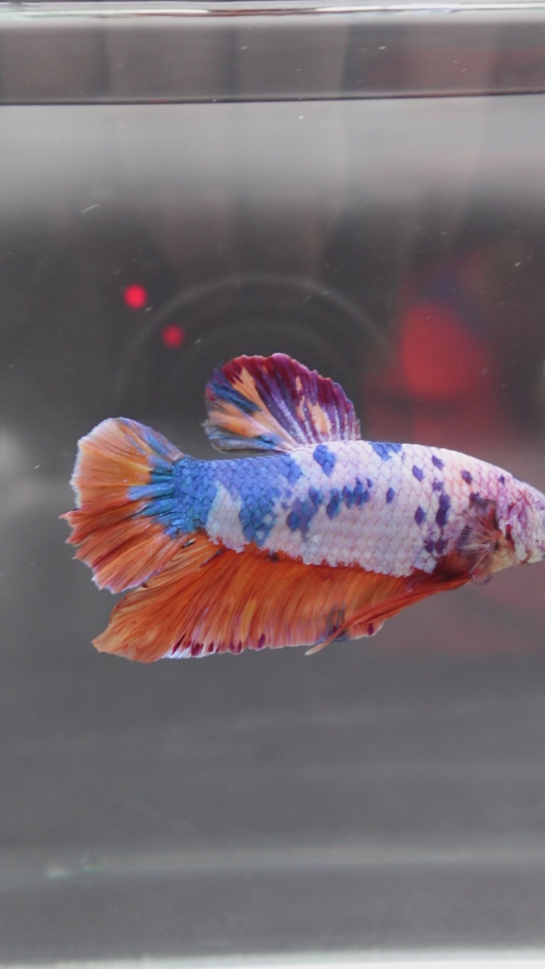 Rare Giant Multicolors Betta Fish