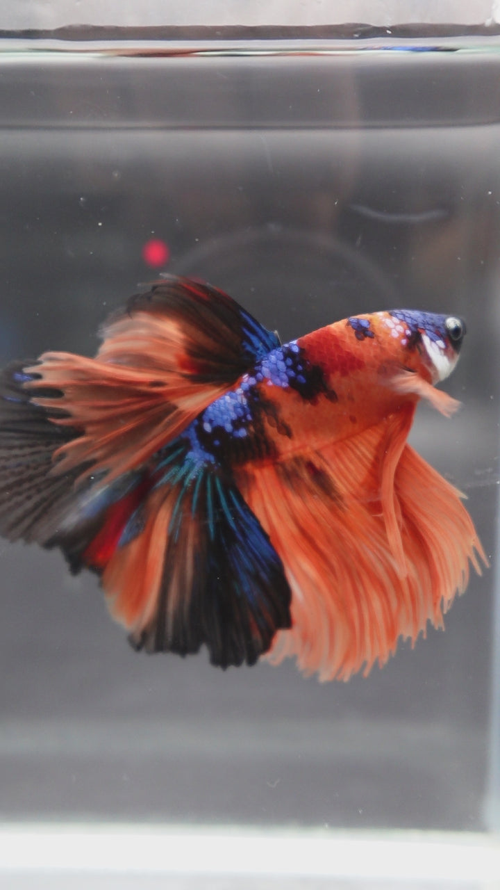 Rare Halfmoon Multicolors Betta Fish