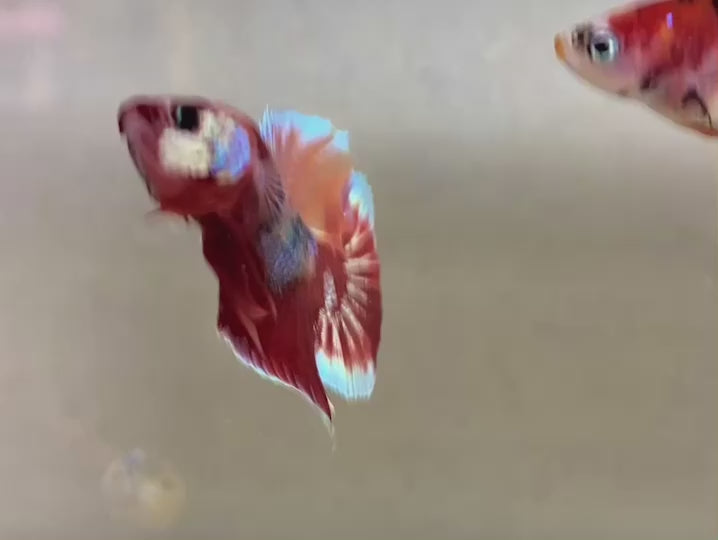 Rare Pair Koi Multicolors Betta Fish