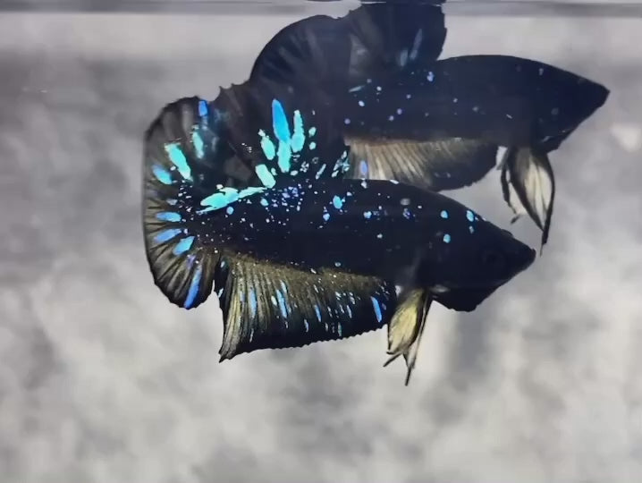 Rare Avatar Betta Fish
