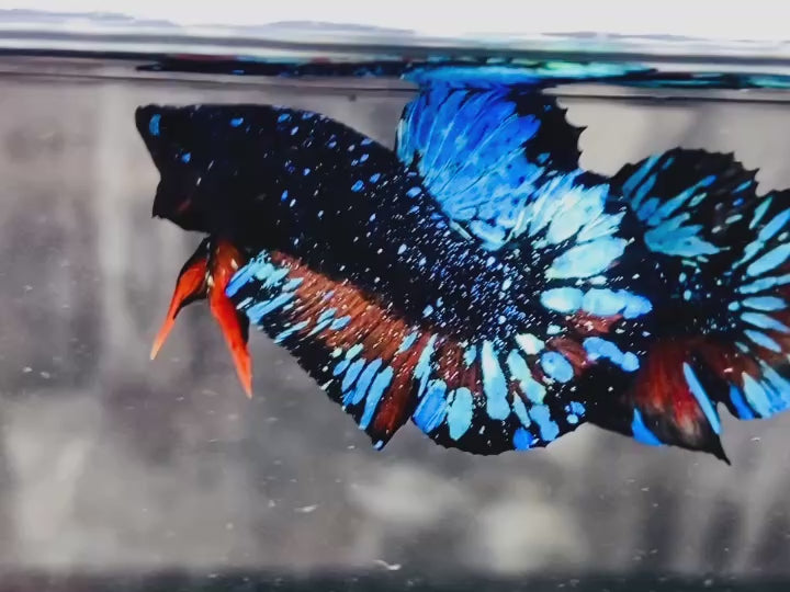 Rare Avatar Betta Fish (Male) - AV1005