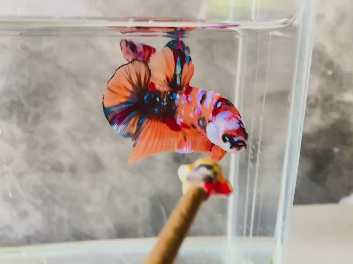 Rare Koi Multicolors Betta Fish