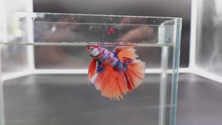 Rare Halfmoon Multicolors Betta Fish