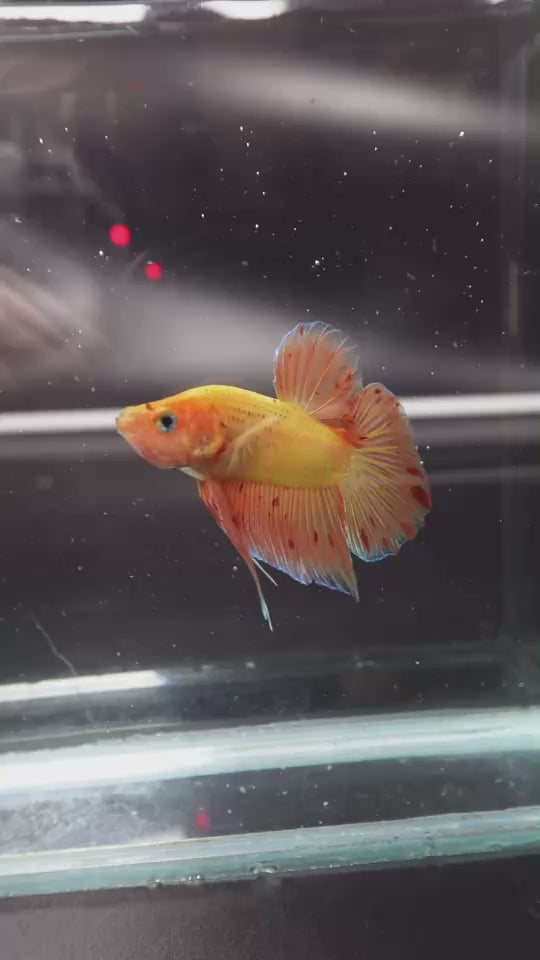 Rare Vanda Betta Fish