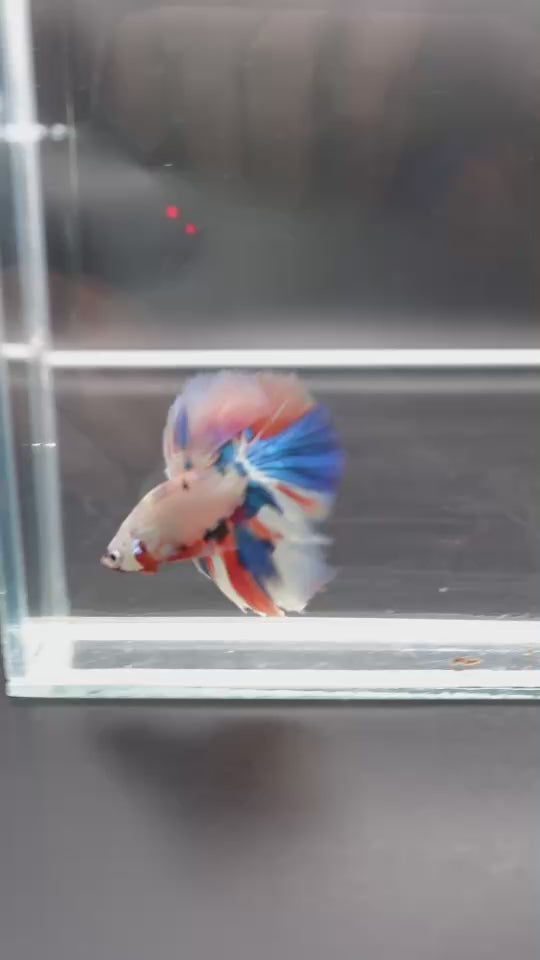 Rare Halfmoon Multicolors Betta Fish