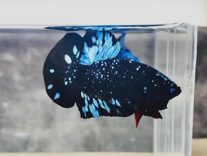 Rare Avatar Betta Fish
