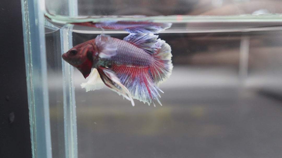 Rare Dumbo Crimson Red Betta Fish