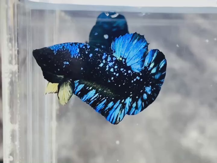 Rare Avatar Betta Fish