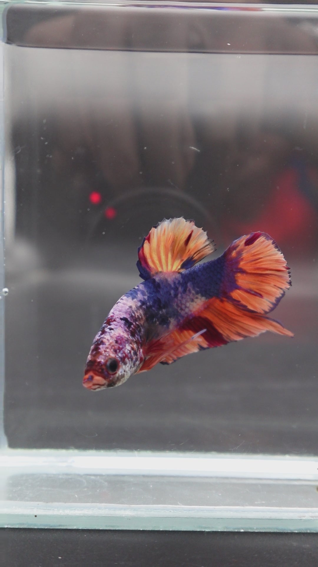 Rare Giant Multicolors Betta Fish