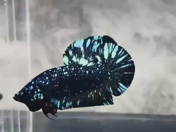 Rare Avatar Betta Fish