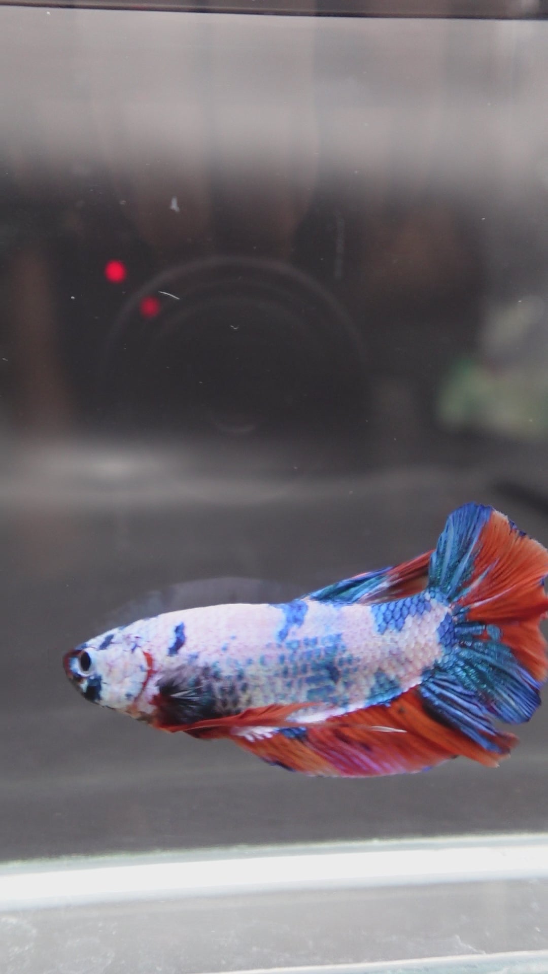 Rare Giant Multicolors Betta Fish